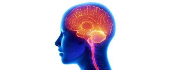 nocturnal epilepsy brain affected